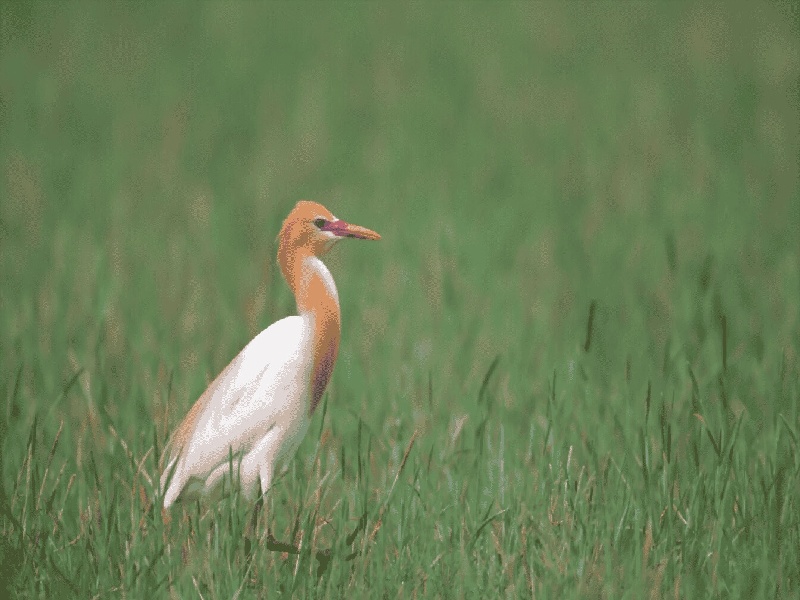 第十二次产检（37周）